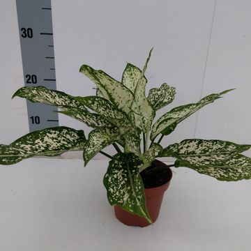 Aglaonema 'Unyamanee White'