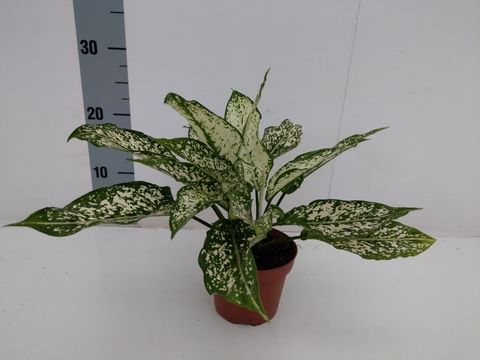 Aglaonema 'Unyamanee White'