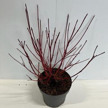 Cornus alba 'Sibirica'