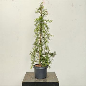 Cedrus deodara 'Green Cascade'