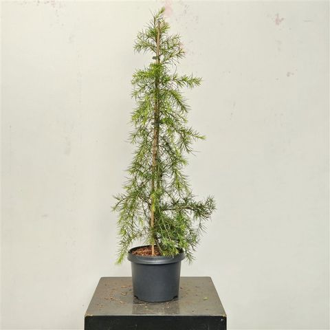 Cedrus deodara 'Green Cascade'