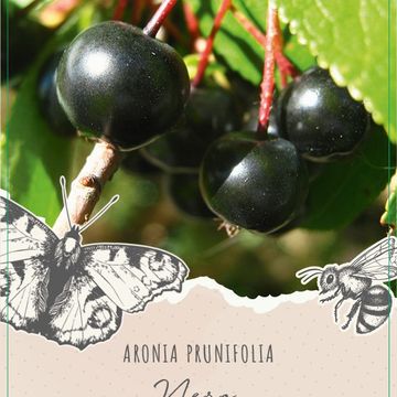 Aronia x prunifolia 'Nero'