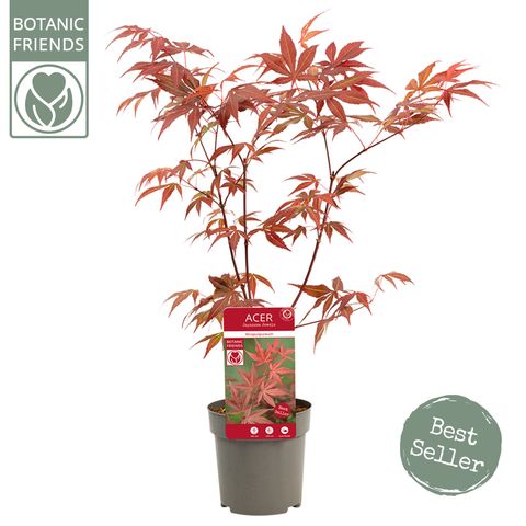 Acer palmatum 'Атропурпуреум'