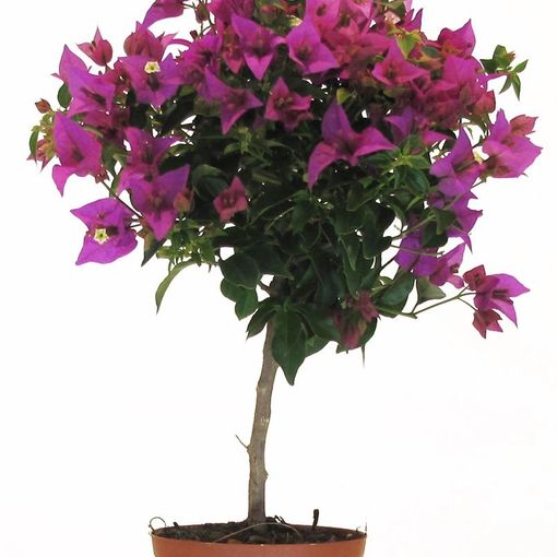 Bougainvillea Alexandra (P17 cm H50 - 55 cm) – Plant Wholesale FlorAccess