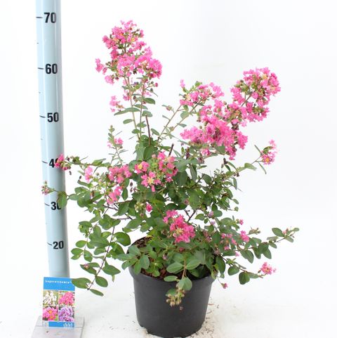 Lagerstroemia indica WITH LOVE GIRL