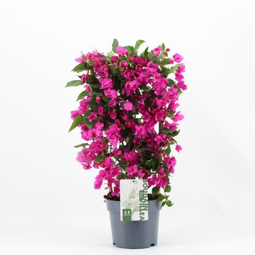 Bougainvillea glabra 'Sanderiana'