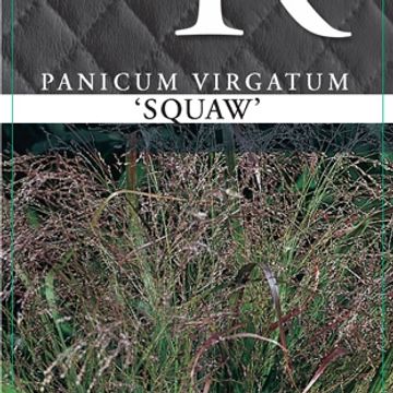 Panicum virgatum 'Squaw'