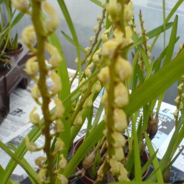 Bulbophyllum calyptratum