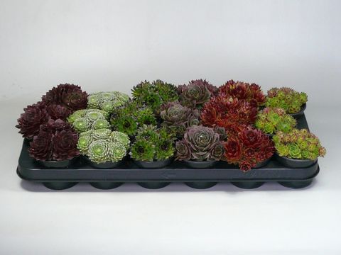 Sempervivum MIX