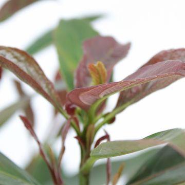 Viburnum odoratissimum COPPERTOP