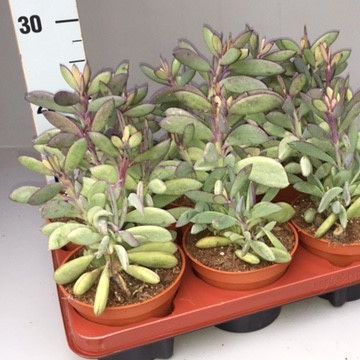 Senecio crassissimus