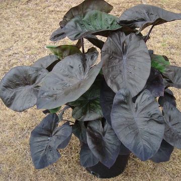 Colocasia esculenta 'Kona Coffee'