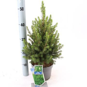 Picea glauca DECEMBER