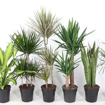 Rośliny doniczkowe﻿ MIX