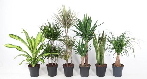 Piante da interno MIX