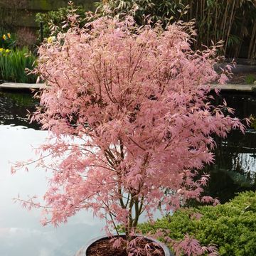 Acer palmatum 'Taylor'