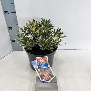 Pieris 'Flaming Silver'