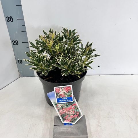 Pieris 'Flaming Silver'