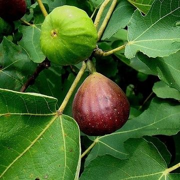 Ficus carica 'Brown Turkey'