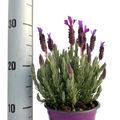 Lavandula stoechas stoechas