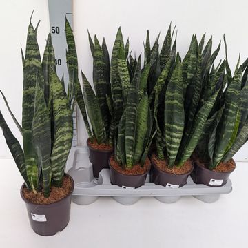 Sansevieria trifasciata 'Black Coral'