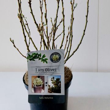 Salix helvetica