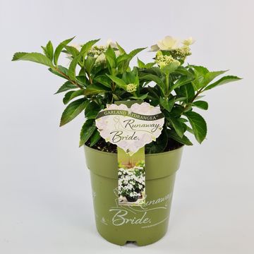 Hydrangea RUNAWAY BRIDE