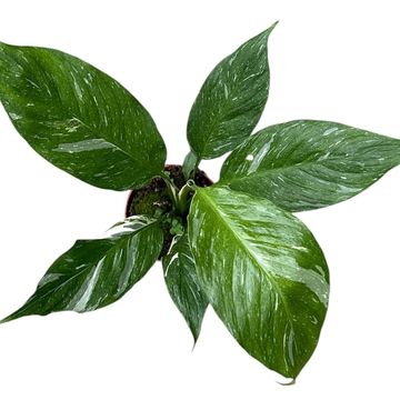 Spathiphyllum DIAMOND