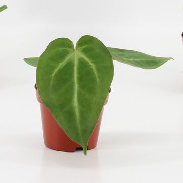 Anthurium magnificum