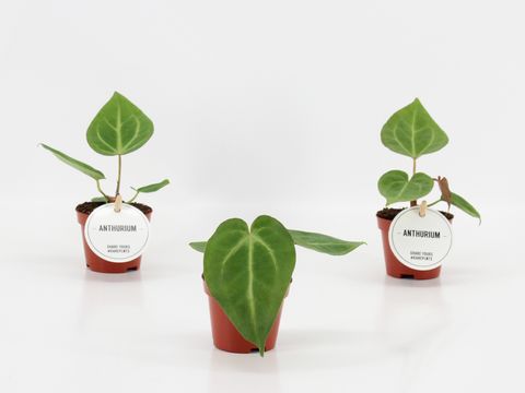 Anthurium magnificum