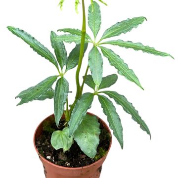 Anthurium polyschistum