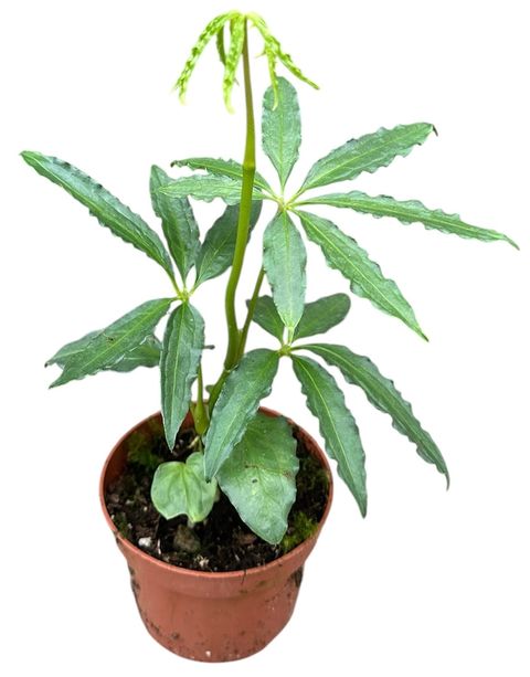 Anthurium polyschistum