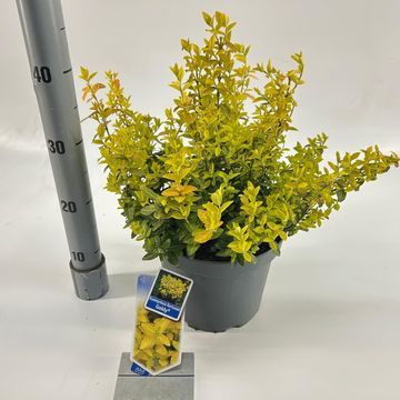 Euonymus fortunei GOLDY