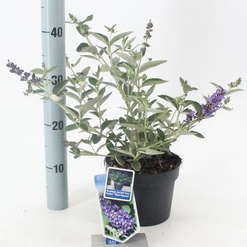 Buddleja FREE PETITE BLUE HEAVEN