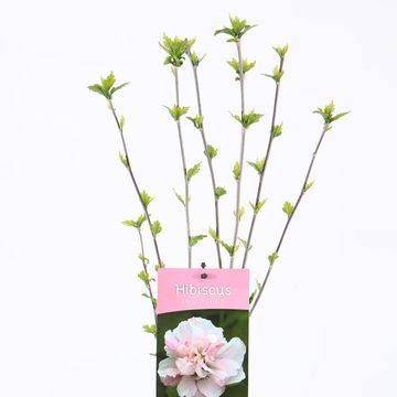 Hibiscus syriacus 'Lady Stanley'