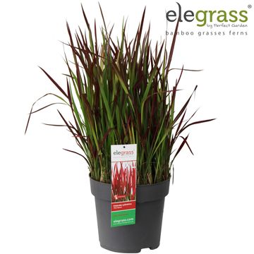 Imperata cylindrica 'Red Baron'