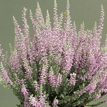 Calluna vulgaris GARDEN GIRLS SILVANA