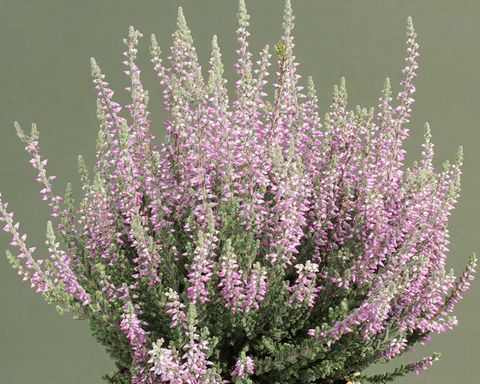 Calluna vulgaris GARDEN GIRLS SILVANA