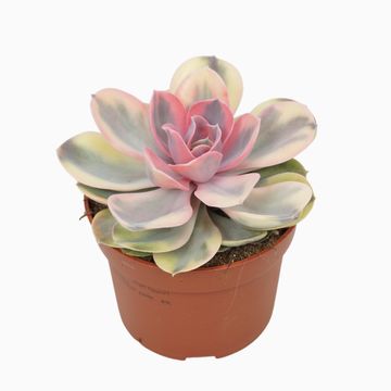 Echeveria RAINBOW