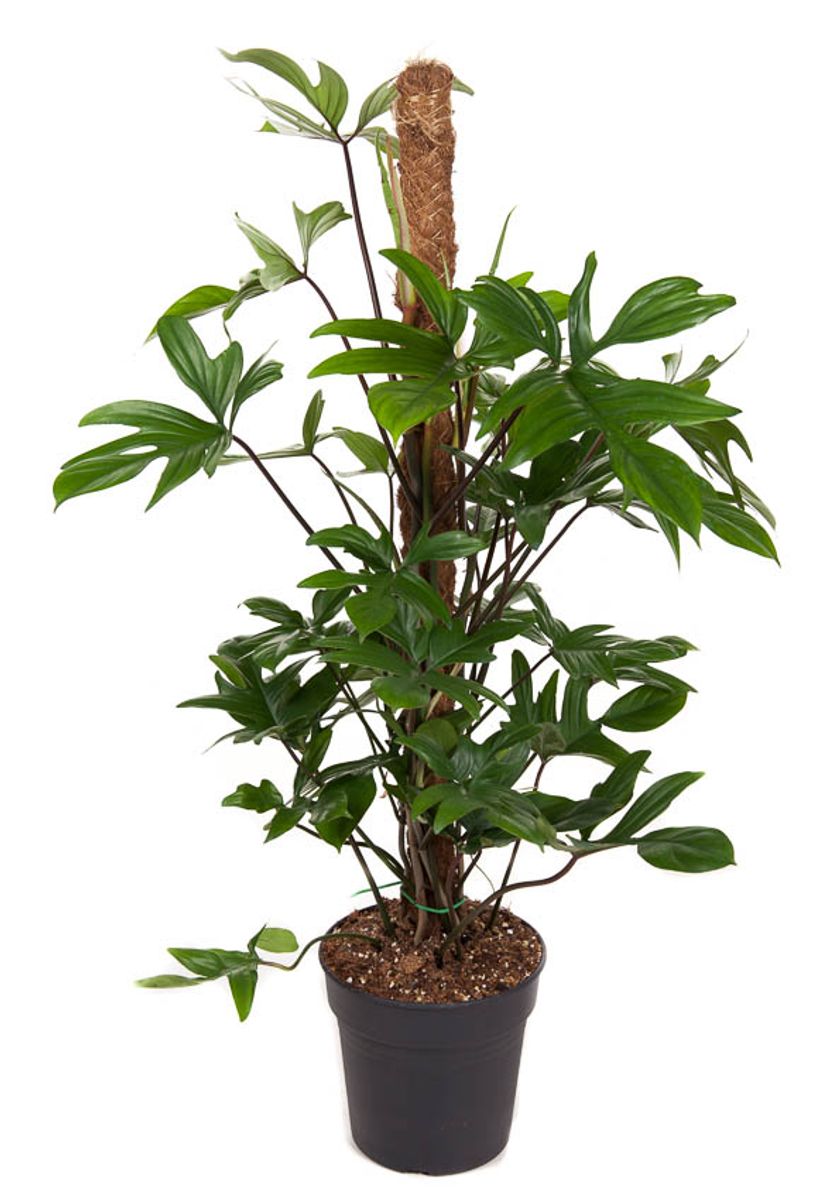 alternanthera plant Bulk Alternanthera Seeds - Purple Prince main image 0