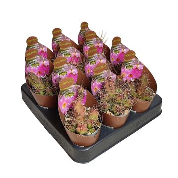 Echinocereus pentalophus