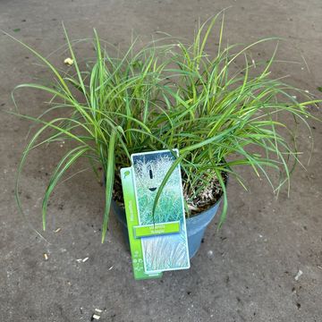 Miscanthus sinensis 'Adagio'