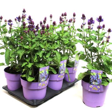 Salvia x sylvestris BLUE MARVEL