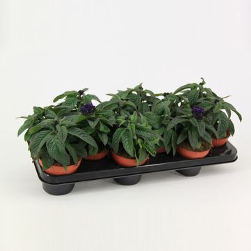 Heliotropium arborescens SCENTROPIA BLUE