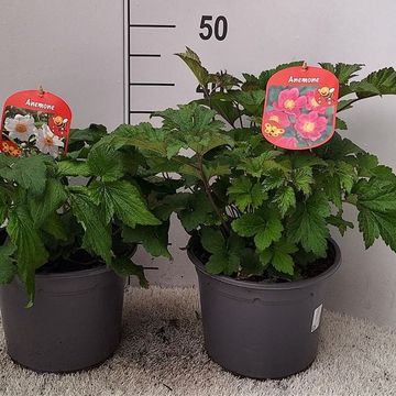 Anemone hupehensis japonica
