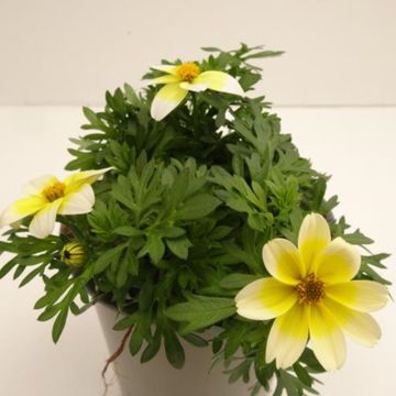 Bidens ferulifolia