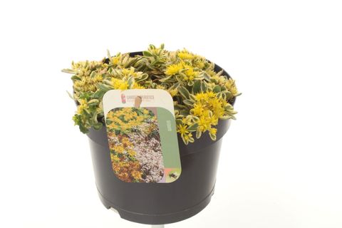Sedum 'Rock 'n Low Boogie Woogie'