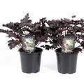 Heuchera 'Timeless Night'