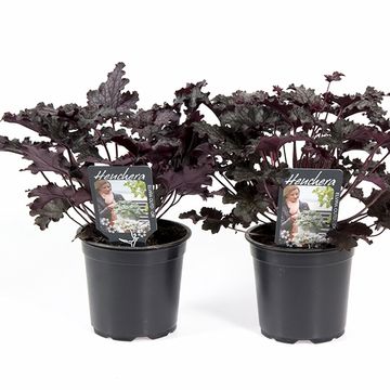 Heuchera 'Timeless Night'