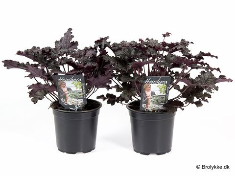 Heuchera 'Timeless Night'